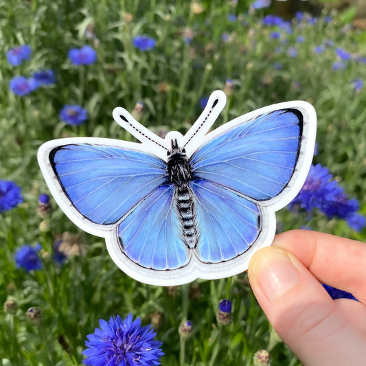 A hand holding a sticker of a spring azure with its wings spread.