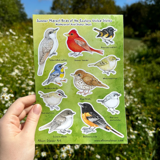 My hand holding a sticker sheet with common migrant birds in the eastern United States in summer.