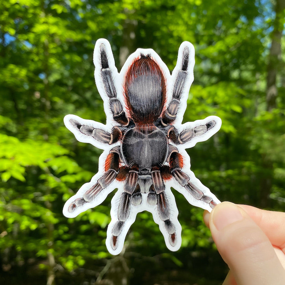 A hand holding a weatherproof vinyl sticker of a tarantula.