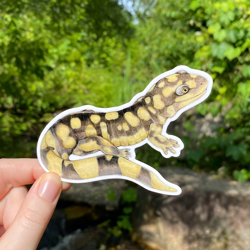 A hand holding a sticker of a tiger salamander.