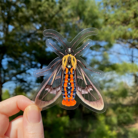 Hand holding a transparent moth sticker with orange and black details against a blurred natural background