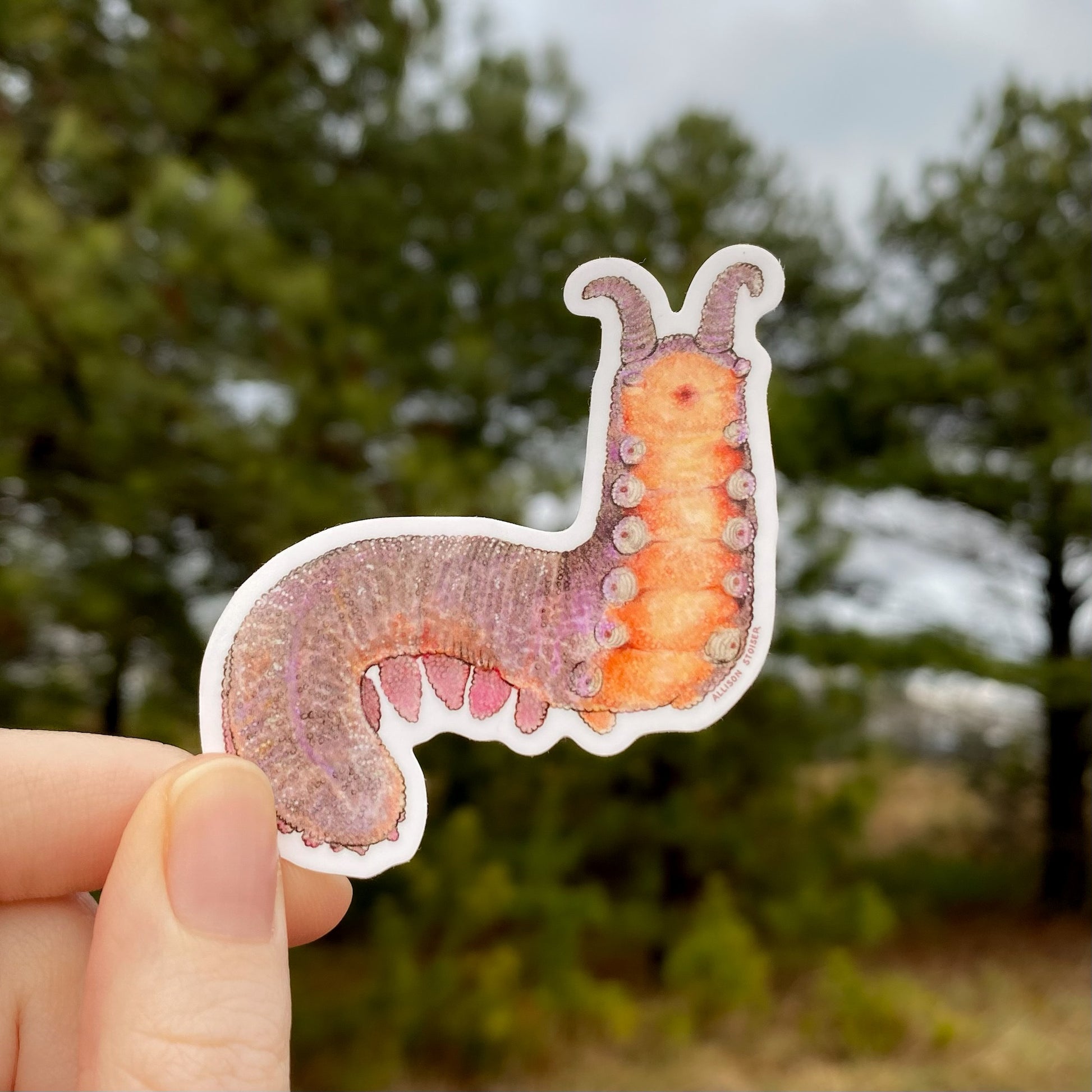 Sticker of a velvet worm held by a hand with a blurred natural background