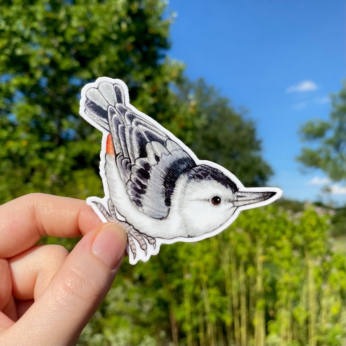 A hand holding a sticker of a white-breasted nuthatch.