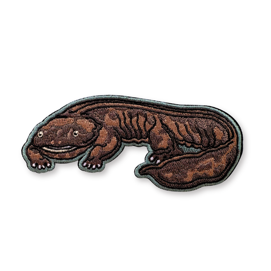 Hellbender embroidered patch with a blue border