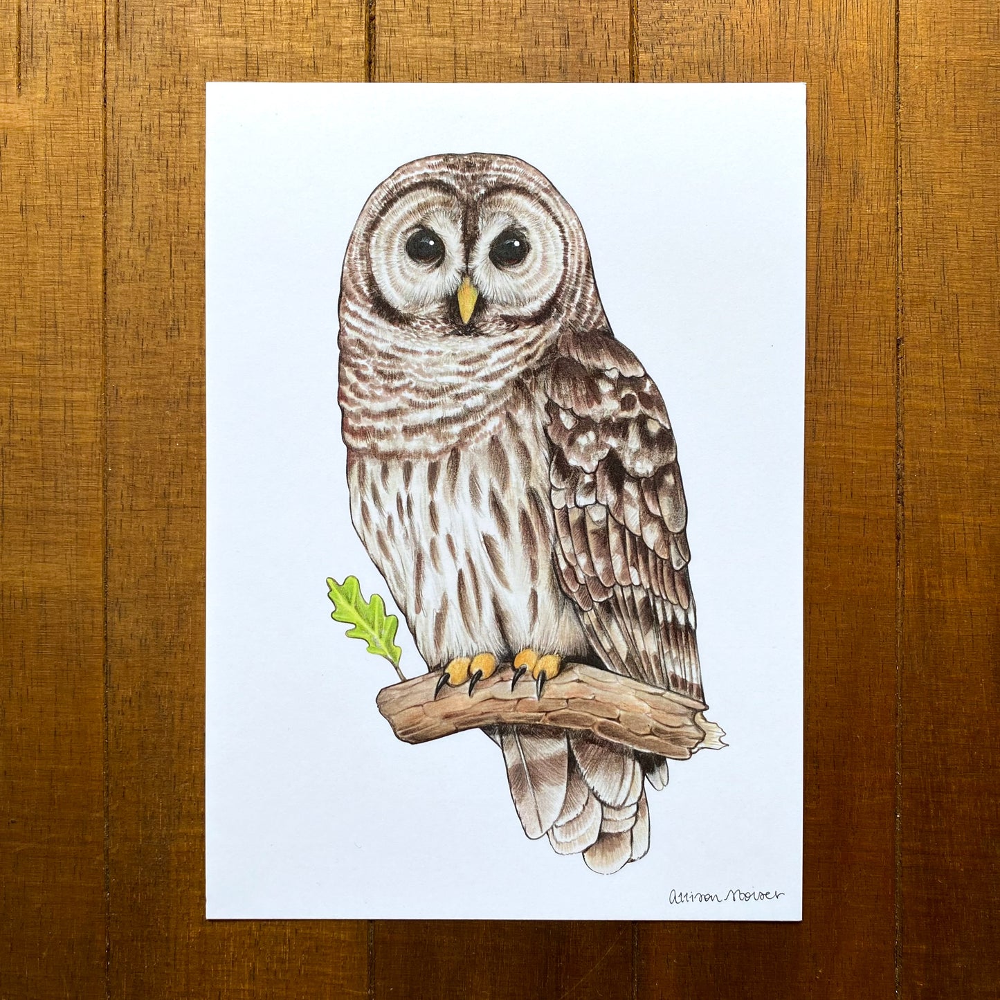 Barred Owl Print (5" x 7")