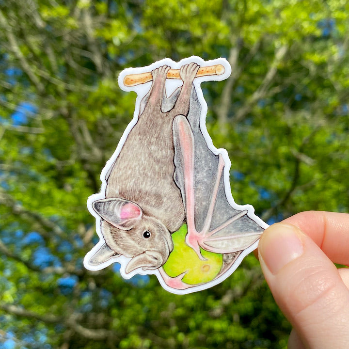 A hand holding a weatherproof vinyl sticker of a Jamaican fruit bat snacking on a fig.