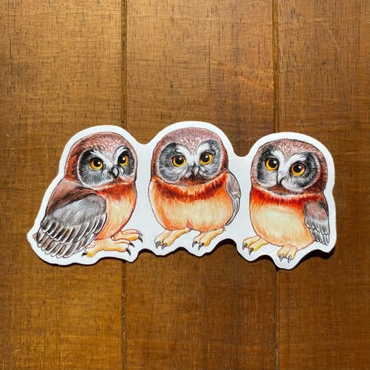 Baby Saw-whet Owl Trio Weatherproof Vinyl Sticker