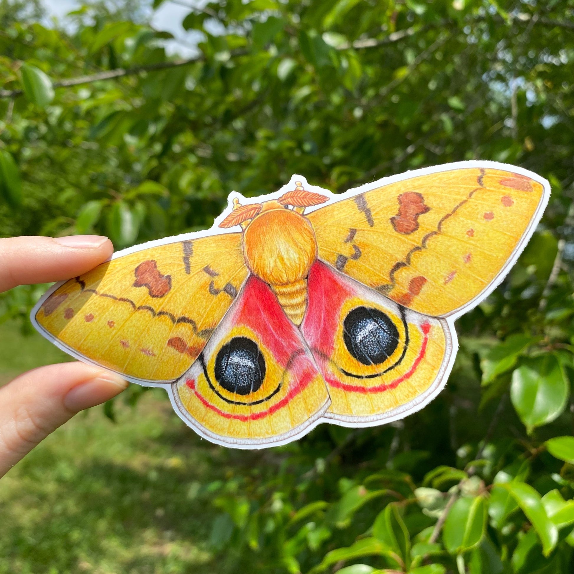 A hand holding a weatherproof vinyl sticker of a male io moth.