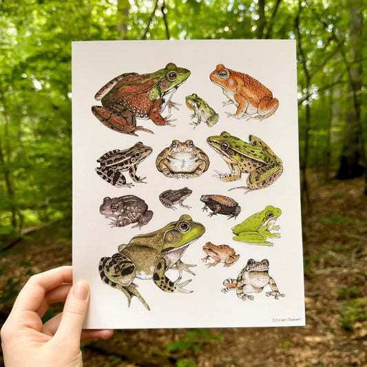 Frogs and Toads Print (8"x10")