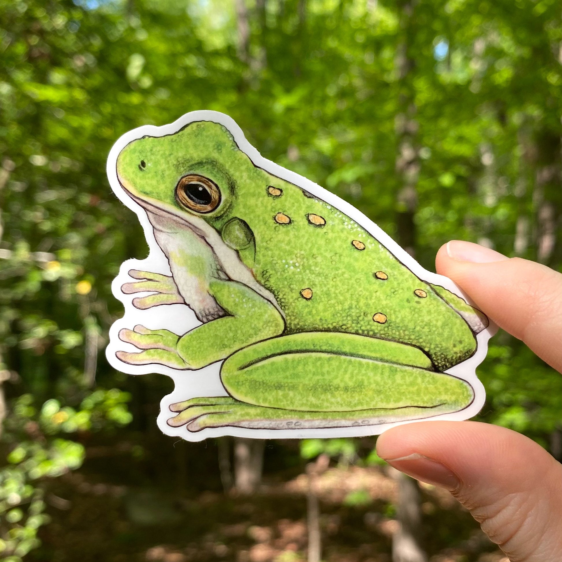 A hand holding a weatherproof vinyl sticker of a green tree frog.