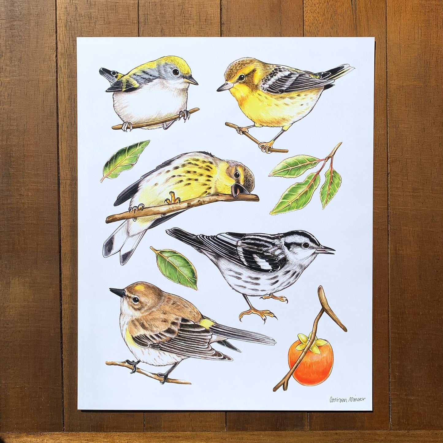 Warblers and Persimmon Print (8"x10")