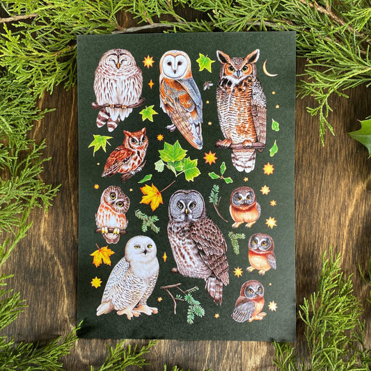 Owls of the Eastern United States 5” x 7” Print
