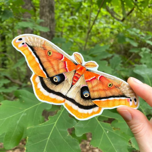 Polyphemus Moth Weatherproof Vinyl Sticker