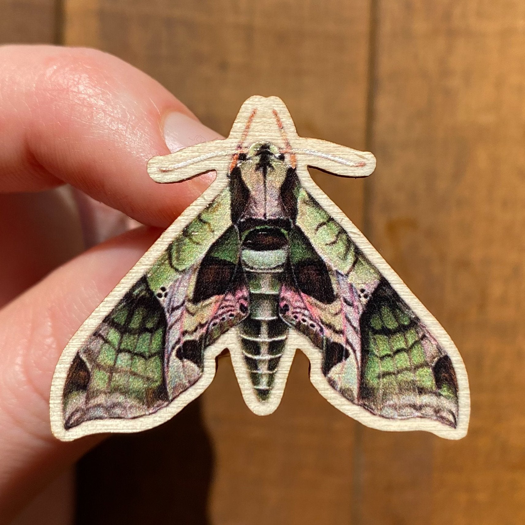 A hand holding a sustainably sourced wooden pin featuring an illustration of a pandorus sphinx moth