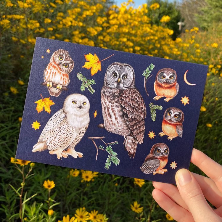 A greeting card featuring a spread of owls from the Northern United States