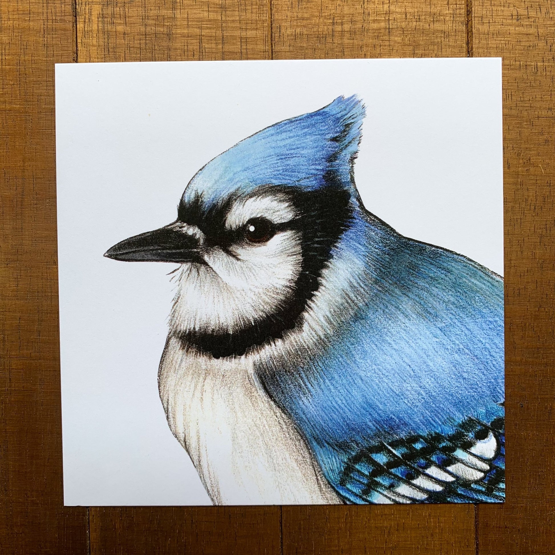 A 5" by 5" print of a portrait of a blue jay.