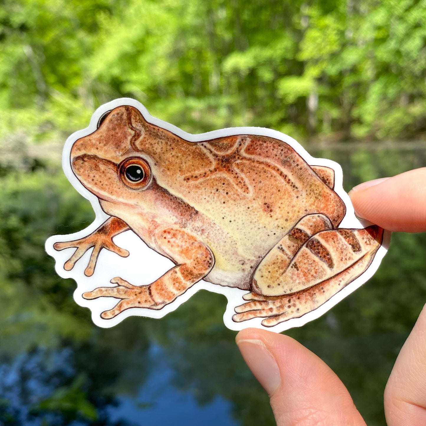 A hand holding a weatherproof vinyl sticker of a spring peeper frog.