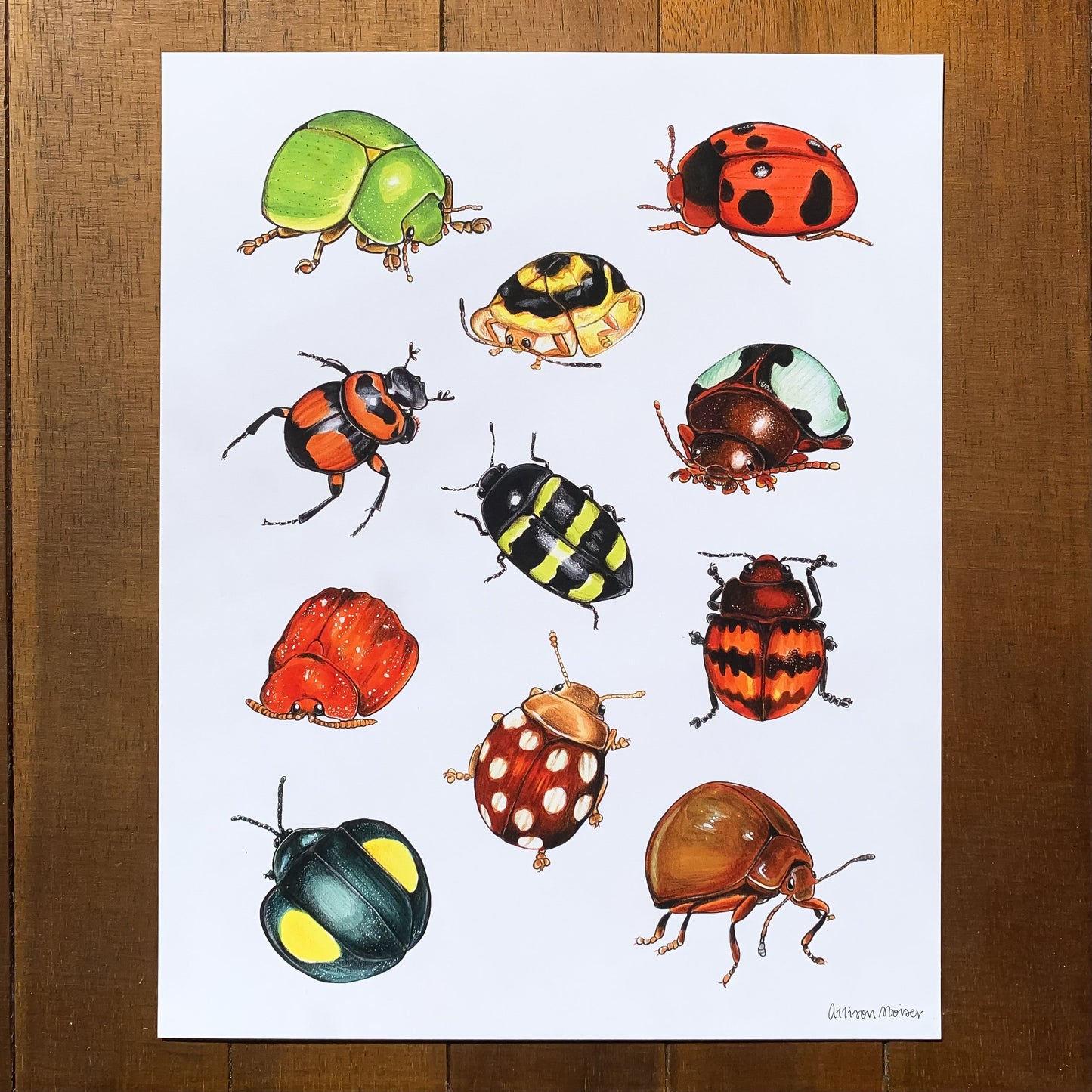 Amazonian Beetles Print (8"x10")