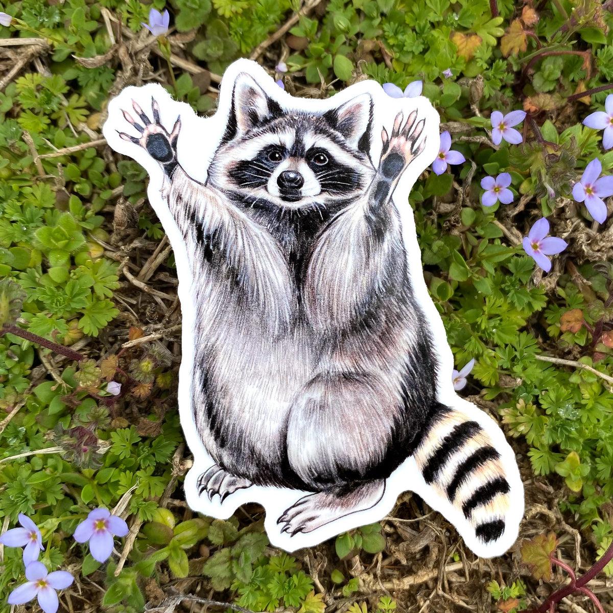 Sticker Racoon Raccoon Weatherproof Vinyl Sticker – Allison Stoiser Art