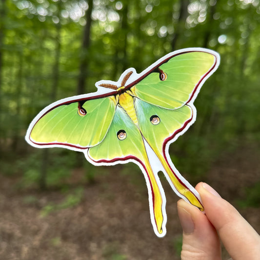 Luna Moth Weatherproof Vinyl Sticker