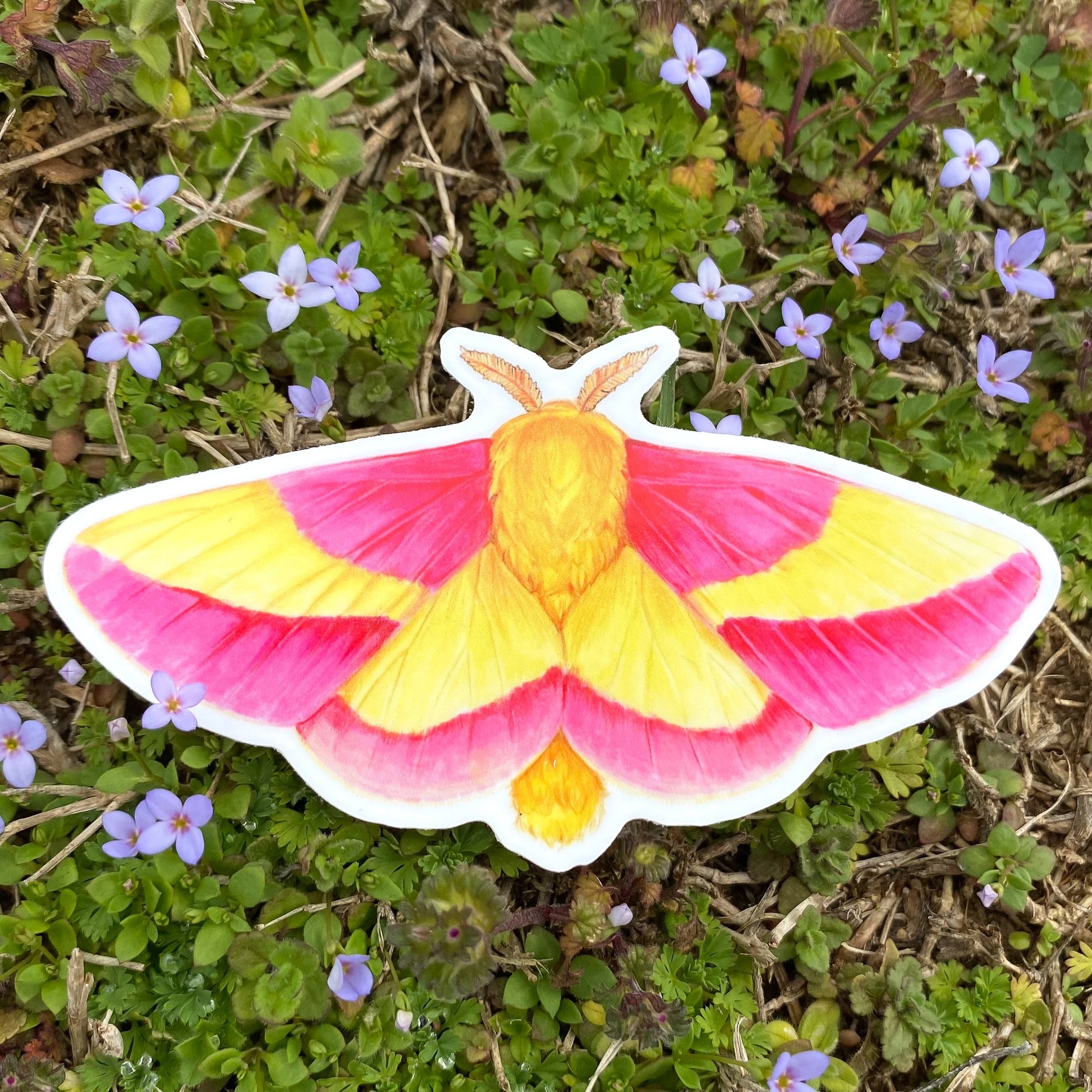 Rosy Maple Moth