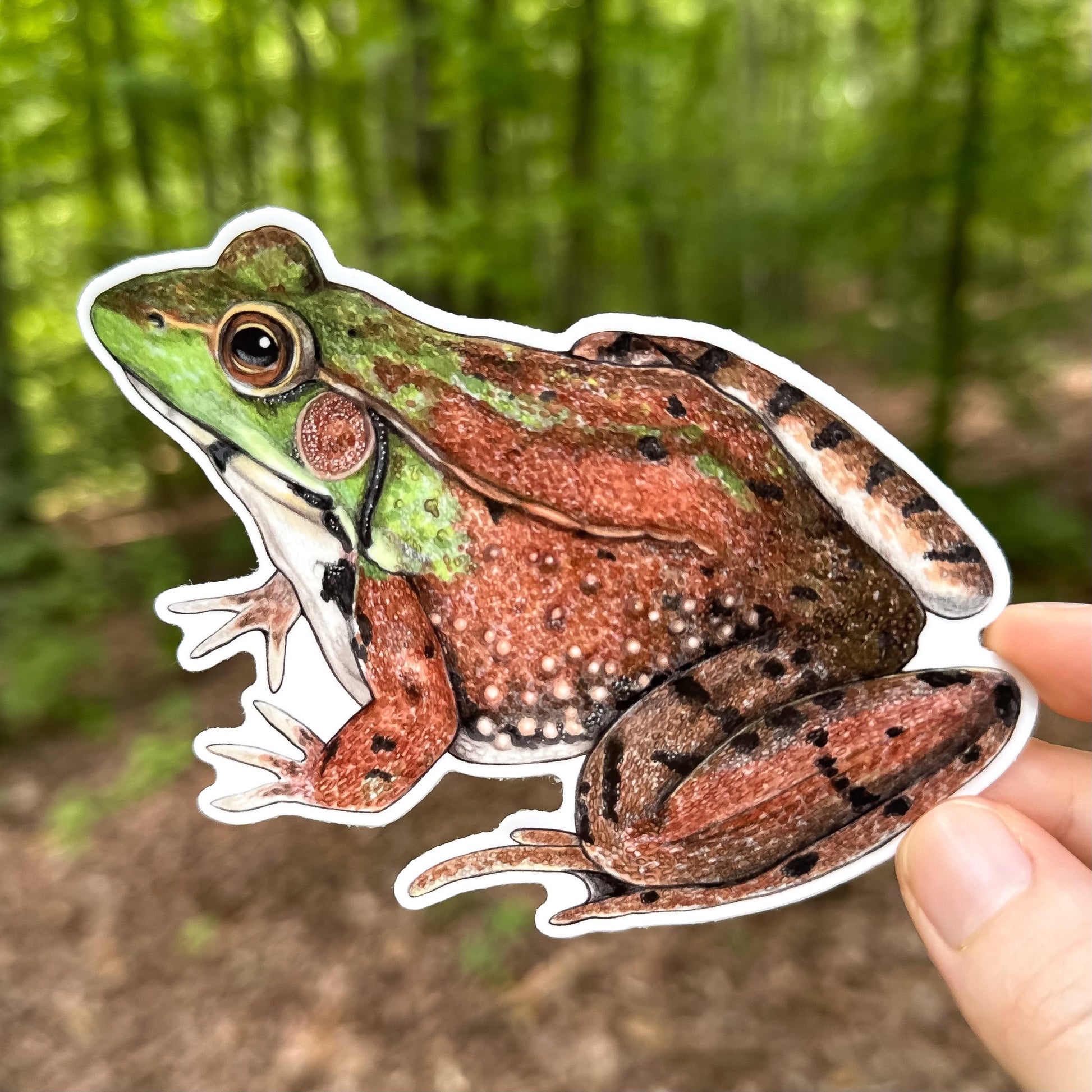 A hand holding a weatherproof vinyl sticker of a green frog.