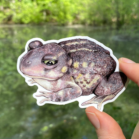 A hand holding a weatherproof vinyl sticker of a spadefoot toad.