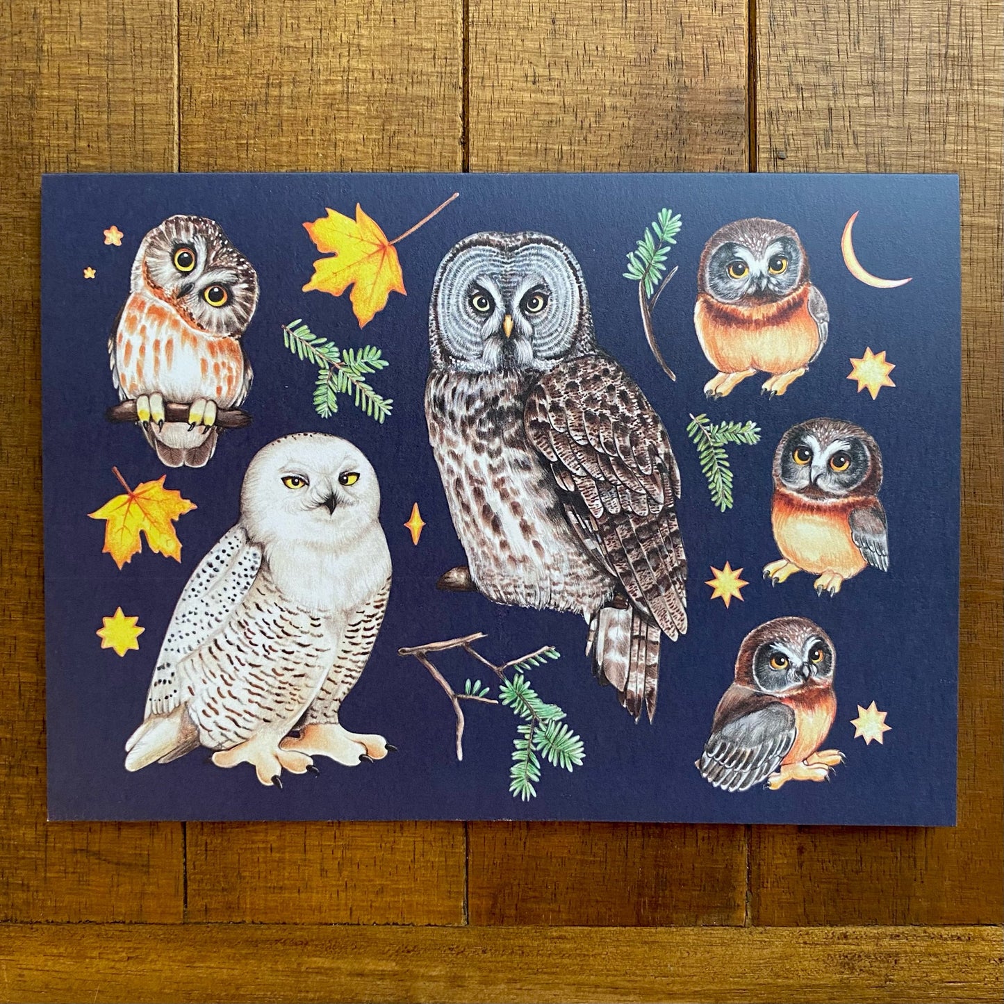 A greeting card featuring a spread of owls from the Northern United States