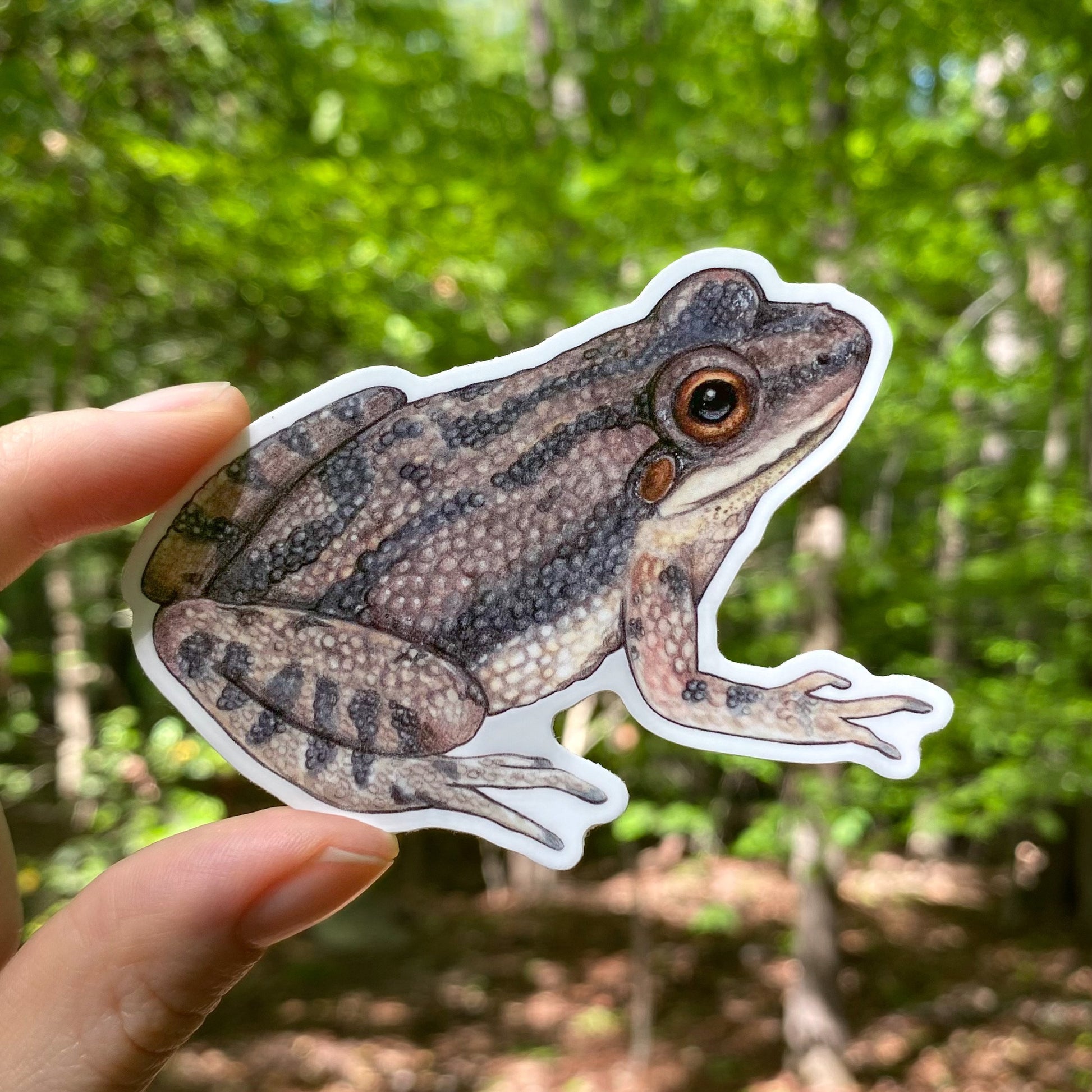 A hand holding a weatherproof vinyl sticker of an upland chorus frog.