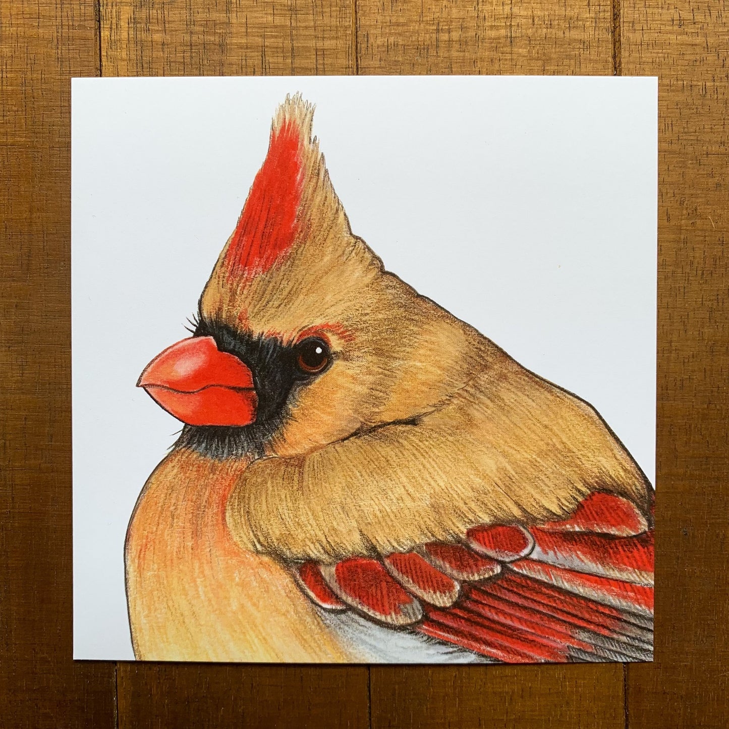 Female Northern Cardinal Print (5" x 5")