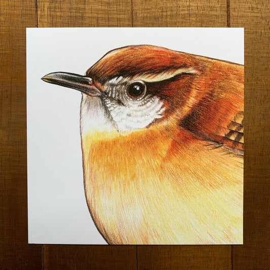 A 5" by 5" print of a portrait of a Carolina wren.