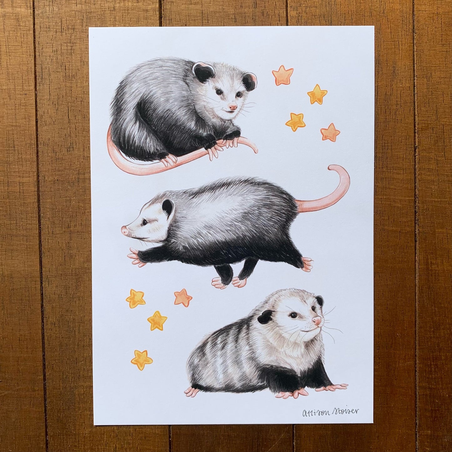 Opossum Trio and Stars Print (5" x 7")