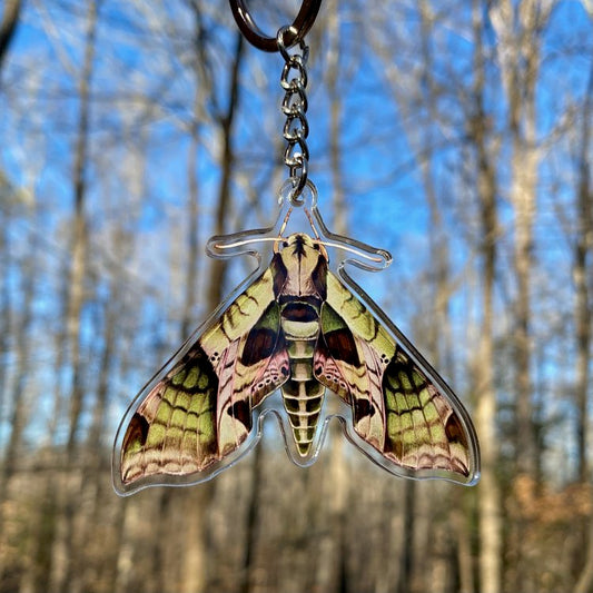 A keychain of a Pandorus sphinx moth being held in front of the forest. 